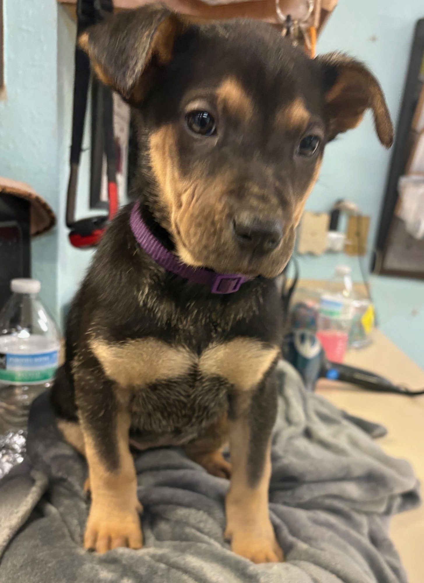 RAYA - Rottweiler / Australian Shepherd available for adoption