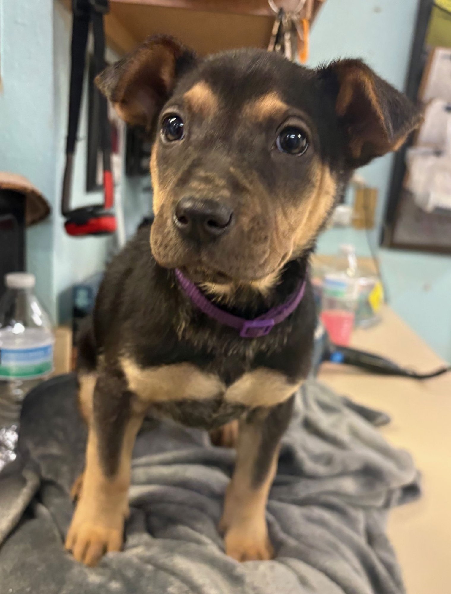 RAYA - Rottweiler / Australian Shepherd available for adoption