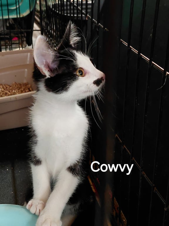 Cowvy Image