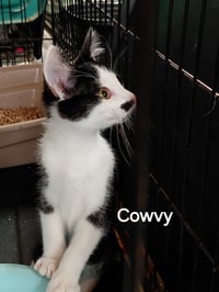 Cowvy - Photo 1