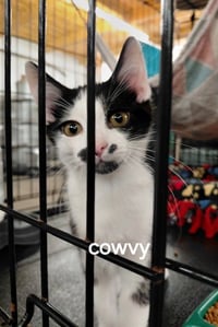 Cowvy - Photo 2