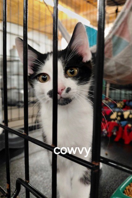 COWVY - Tuxedo available for adoption