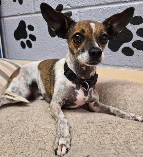 RIP - Chihuahua available for adoption
