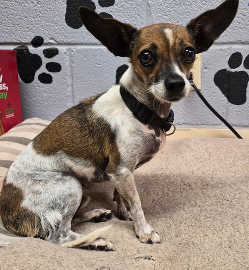 RIP - Chihuahua available for adoption
