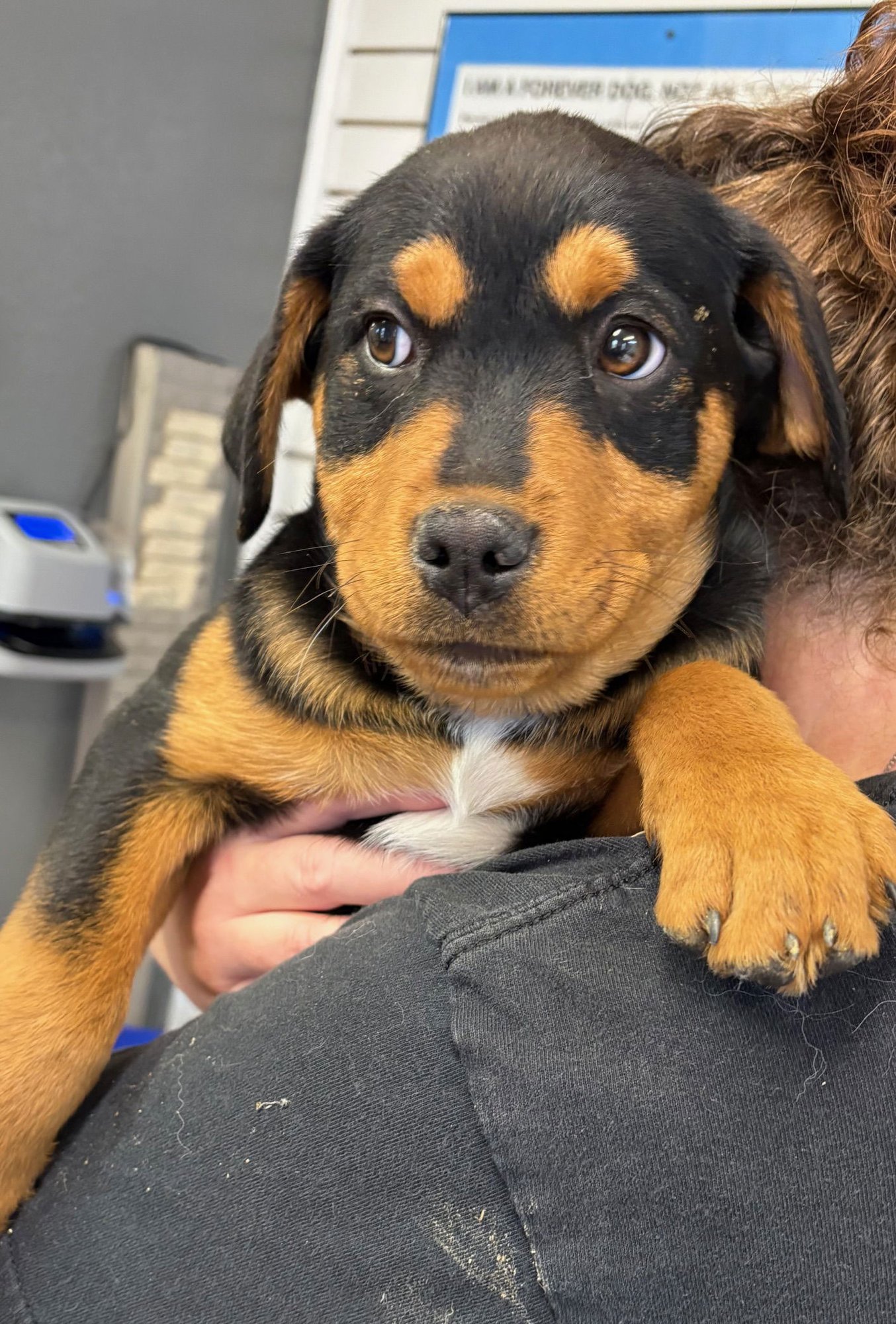 STELLA - Rottweiler available for adoption