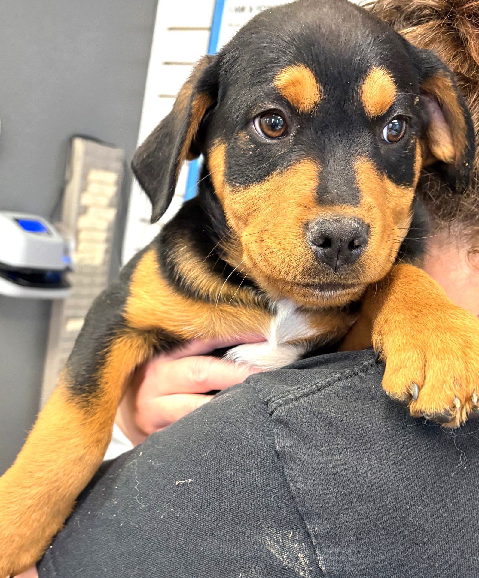 STELLA - Rottweiler available for adoption