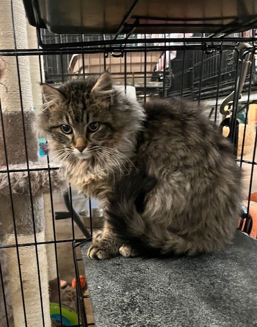 HARRISON - Tabby available for adoption