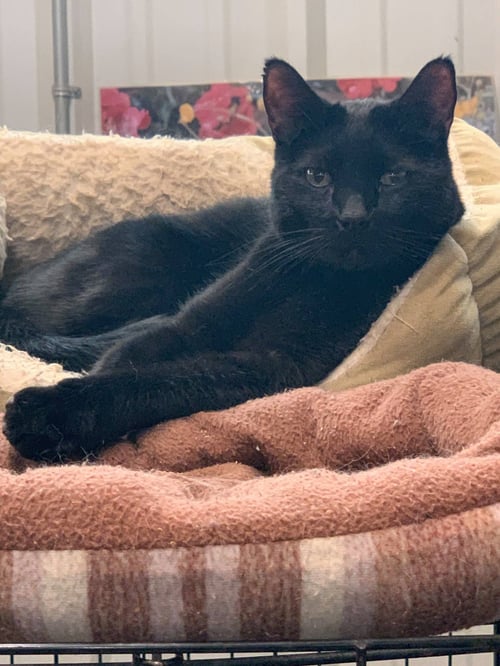 ROLLO - Domestic Short Hair available for adoption