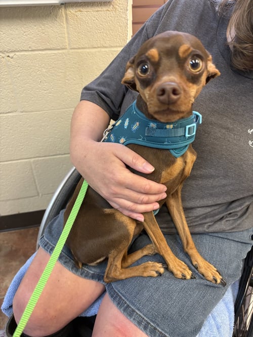 BUSTER & BAILEY - Miniature Pinscher / Rat Terrier available for adoption