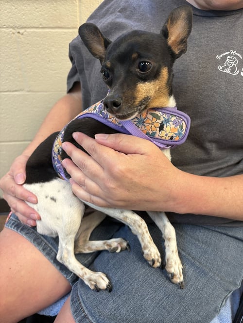 BUSTER & BAILEY - Miniature Pinscher / Rat Terrier available for adoption