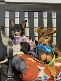 Buster & Bailey - Photo 3