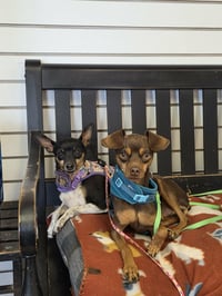 Buster & Bailey - Photo 4