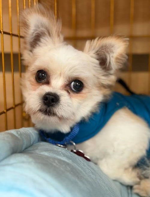SEBASTIAN - Pekingese / Poodle (Miniature) available for adoption