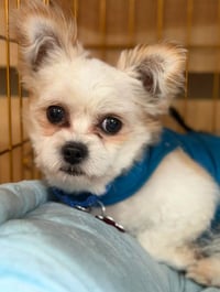 Sebastian - Photo 2