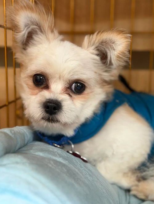 SEBASTIAN - Pekingese / Poodle (Miniature) available for adoption