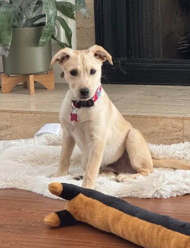 AL - Terrier / Labrador Retriever available for adoption