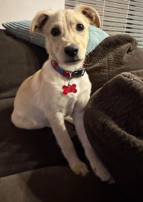 AL - Terrier / Labrador Retriever available for adoption