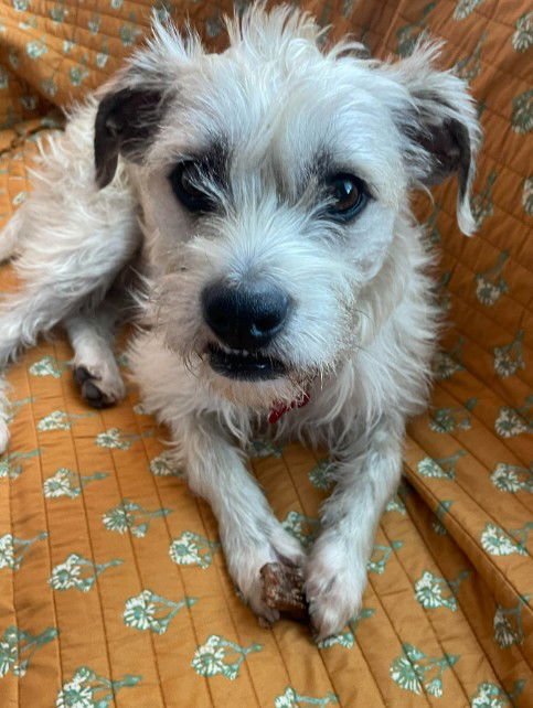 BLOSSOM - Terrier / Border Terrier available for adoption