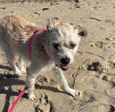 BLOSSOM - Terrier / Border Terrier available for adoption
