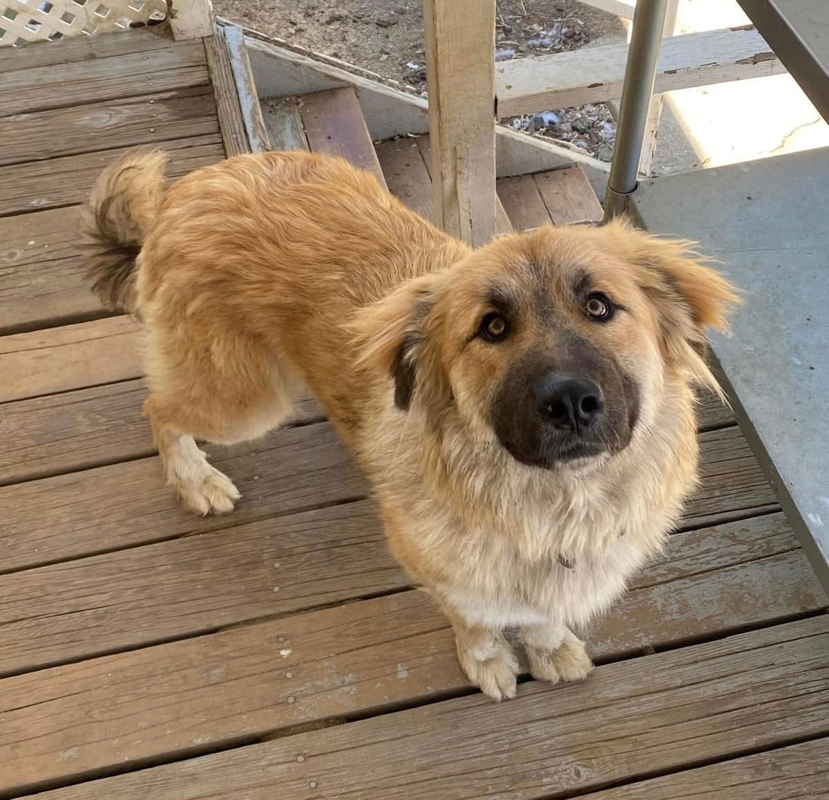 ABBY - COURTESY POST - Great Pyrenees / Shepherd available for adoption