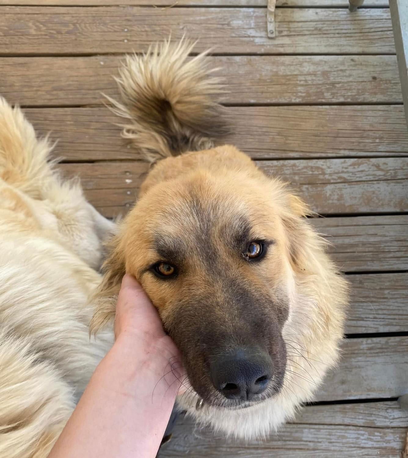 Abby - Courtesy Post - Photo 3