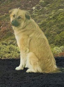 Abby - Courtesy Post - Photo 4