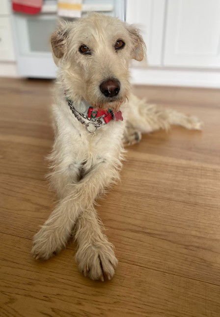 TRISHA - Terrier / Labrador Retriever available for adoption