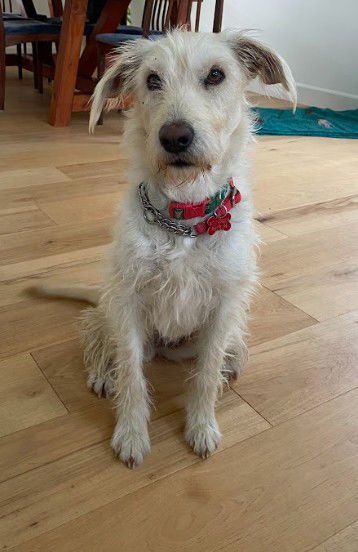 TRISHA - Terrier / Labrador Retriever available for adoption