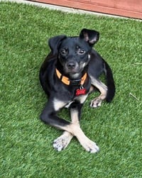 Kali - Photo 1