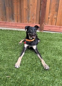 Kali - Photo 2
