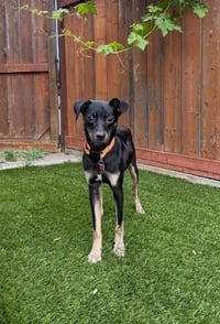 Kali - Photo 3