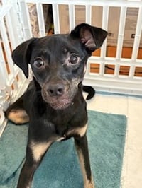 Kali - Photo 5