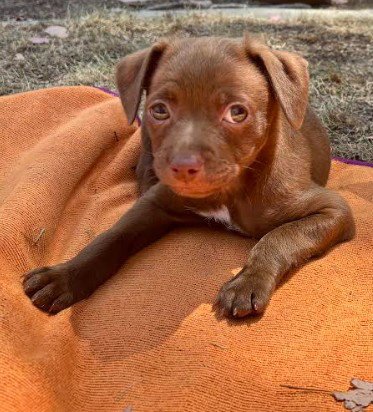 LEO - Chihuahua available for adoption