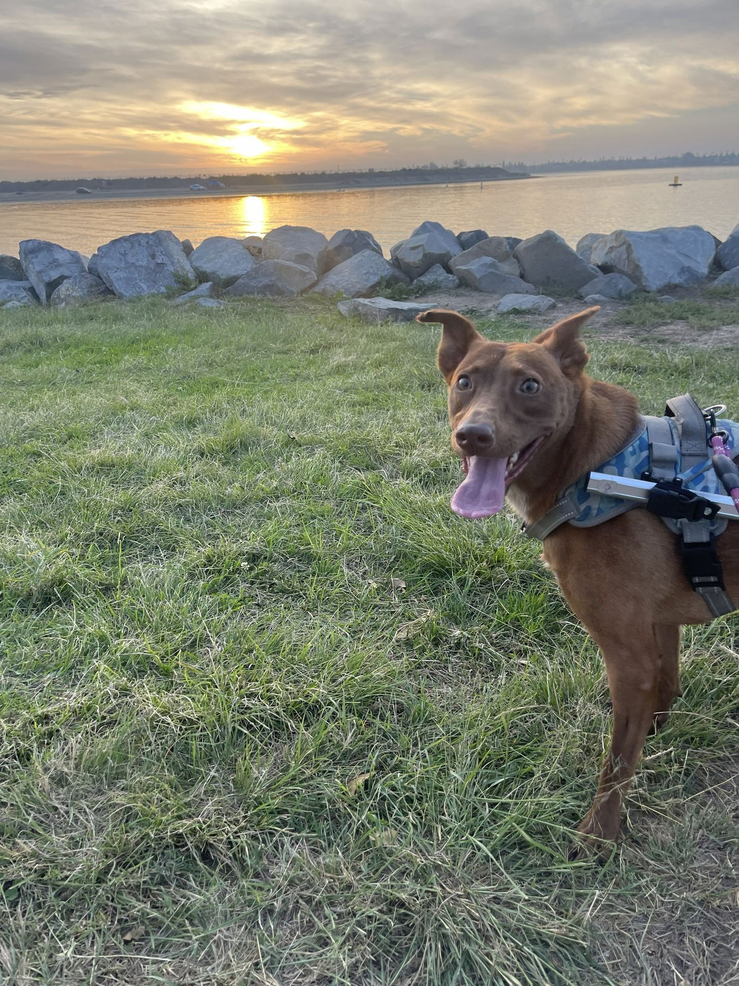 MATEO - COURTESY POST - American Staffordshire Terrier available for adoption