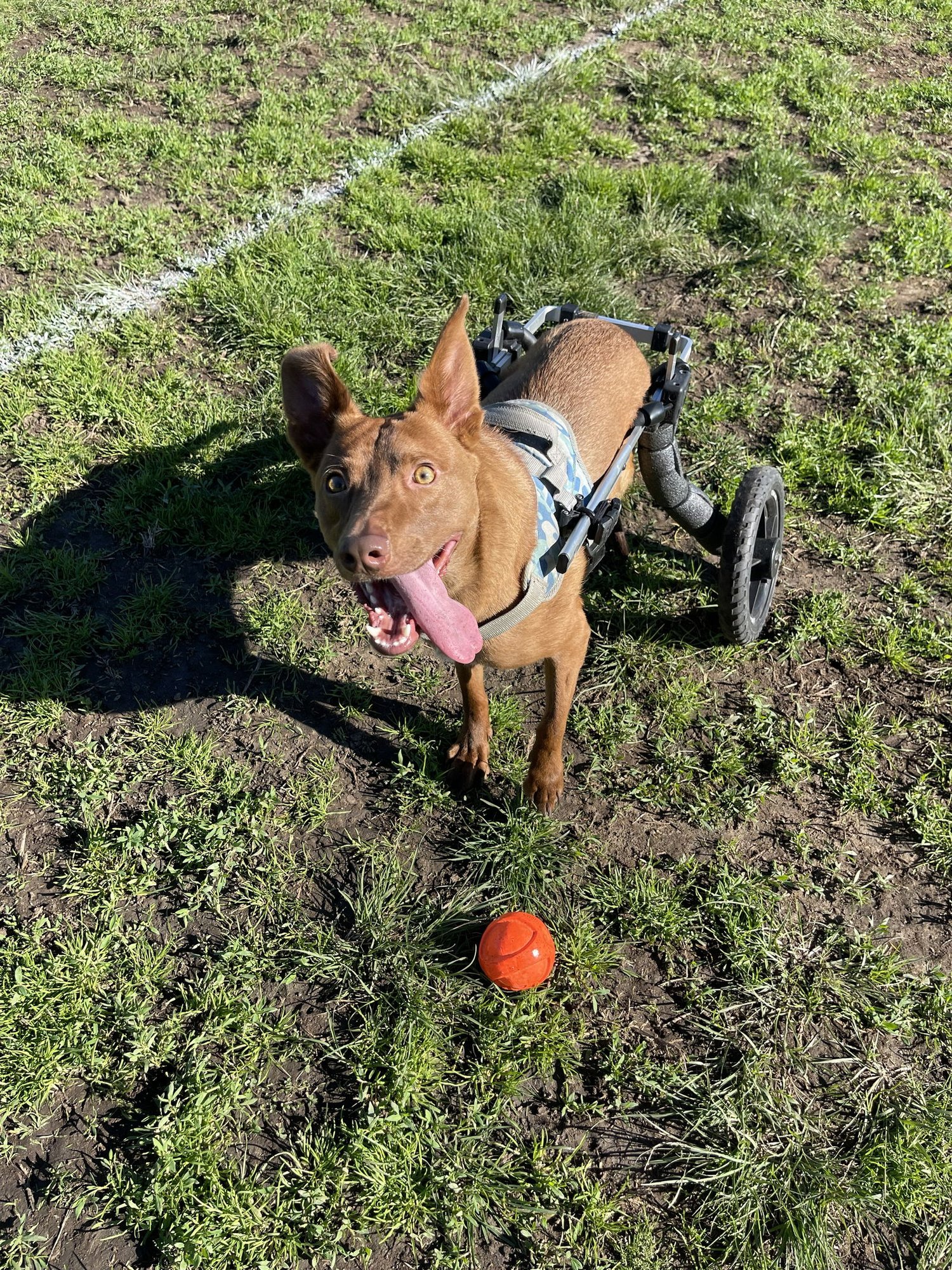 MATEO - COURTESY POST - American Staffordshire Terrier available for adoption