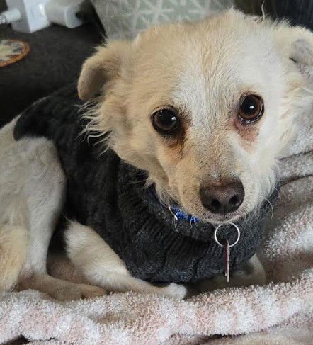 ERNIE - Chihuahua / Terrier available for adoption