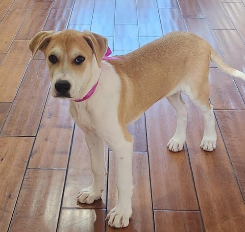 SKYE - Shepherd / Great Dane available for adoption