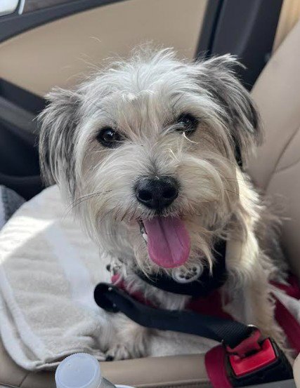 BRIAN - Yorkshire Terrier Yorkie available for adoption