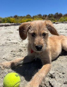 KATSU - Labrador Retriever / Terrier available for adoption
