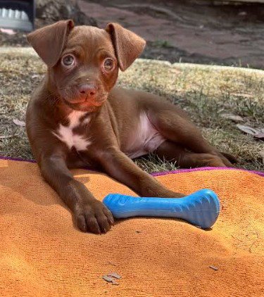 LORENZO - Chihuahua available for adoption