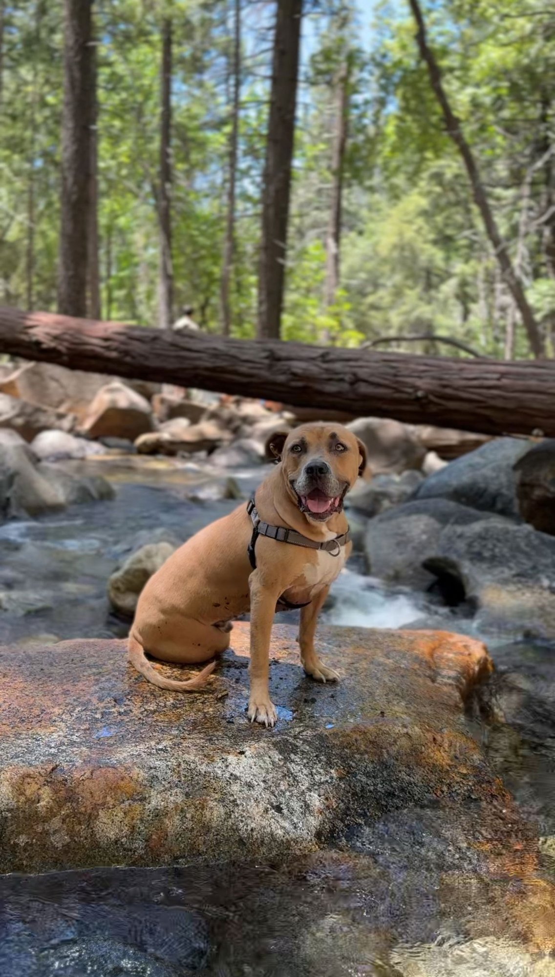 FOREST - COURTESY POST - American Pit Bull Terrier / Staffordshire Bull Terrier available for adoption