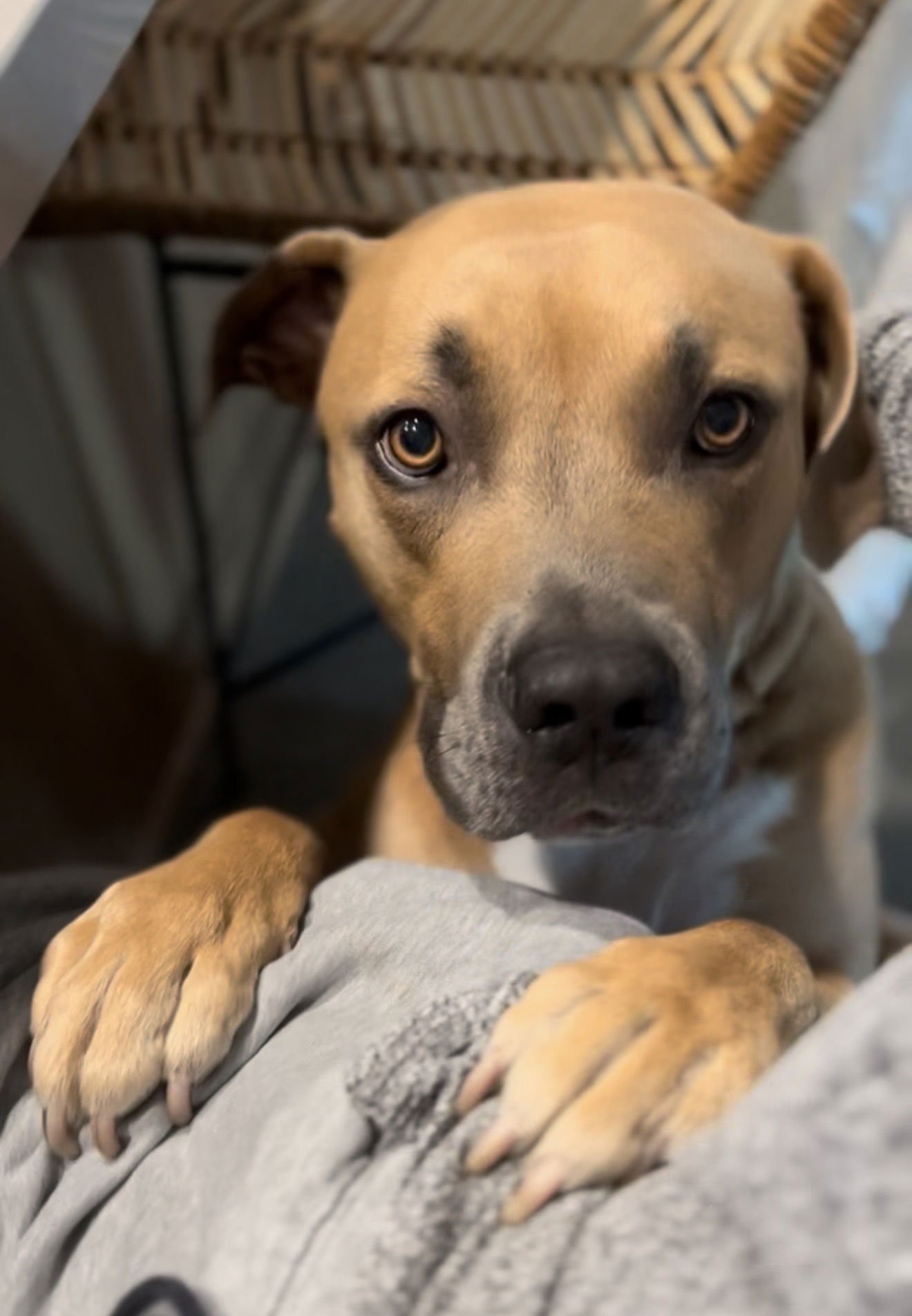 FOREST - COURTESY POST - American Pit Bull Terrier / Staffordshire Bull Terrier available for adoption