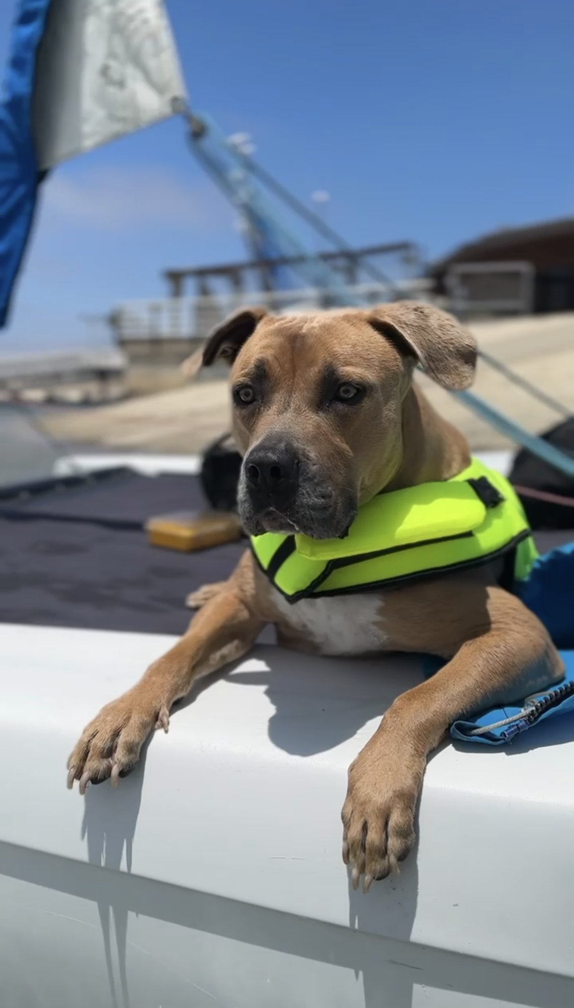 Forest - Courtesy Post - Photo 3