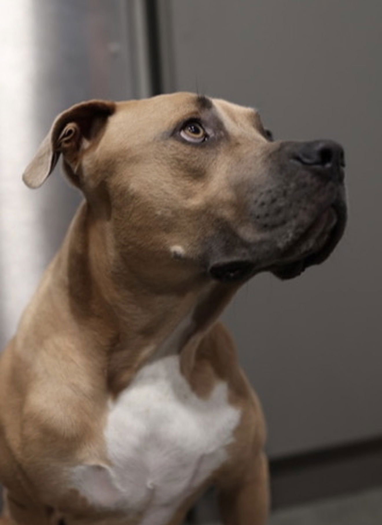 Forest - Courtesy Post - Photo 4