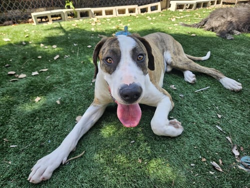 ROSCOE - Great Dane available for adoption