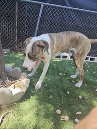 Roscoe - Photo 2