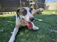 Roscoe - Photo 3