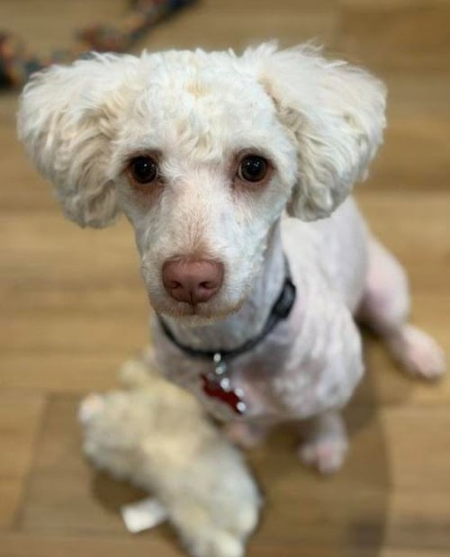 FRAPPY - Poodle (Miniature) available for adoption