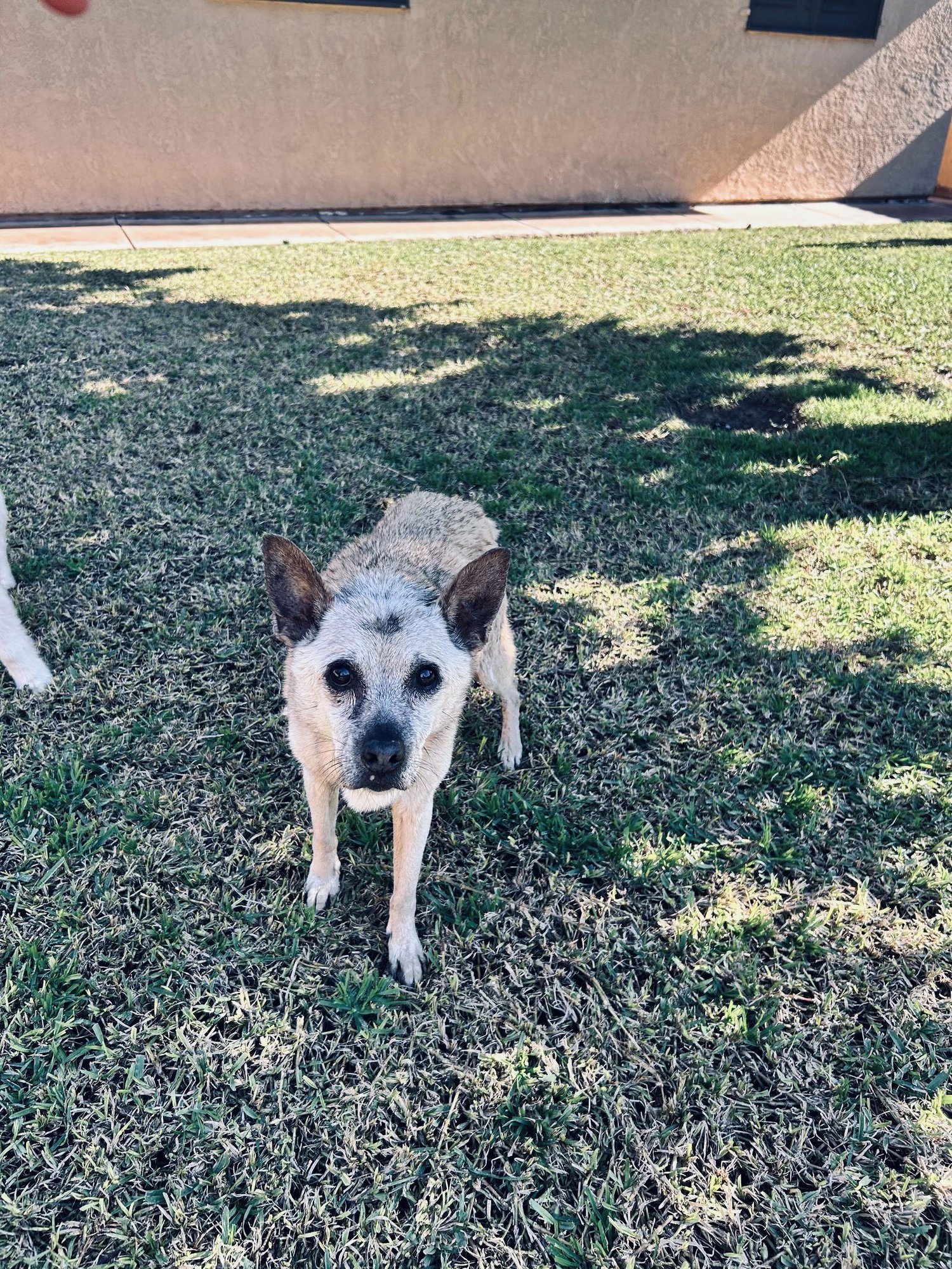 OFELIA - COURTESY POST - Unknown available for adoption