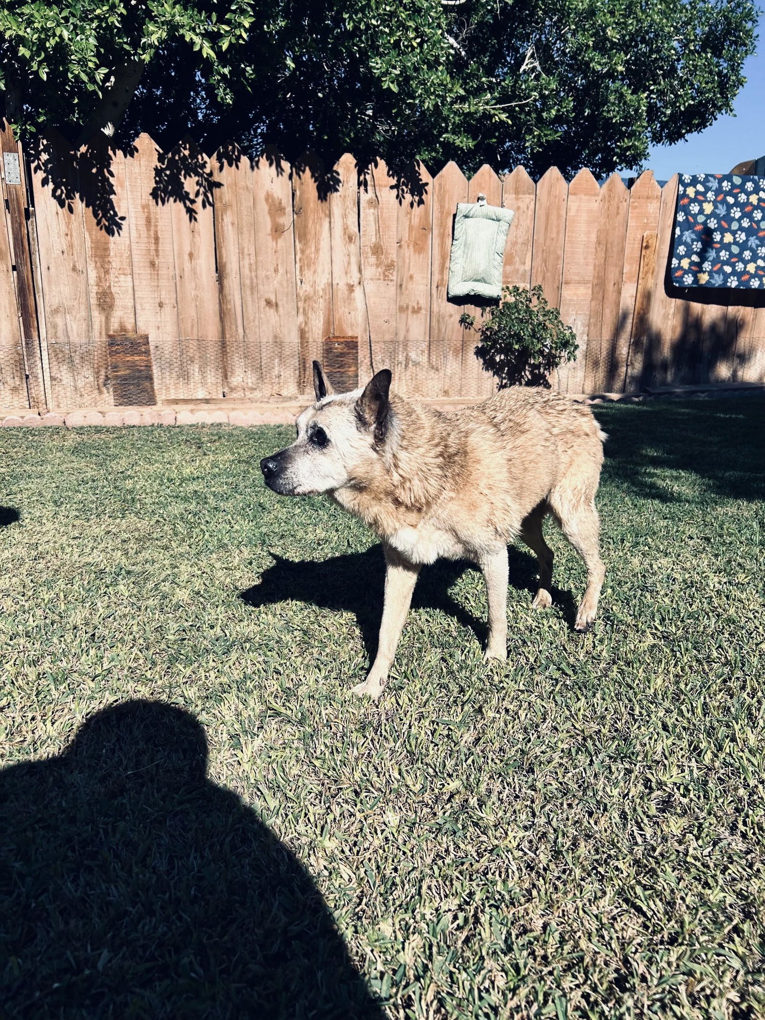 OFELIA - COURTESY POST - Unknown available for adoption